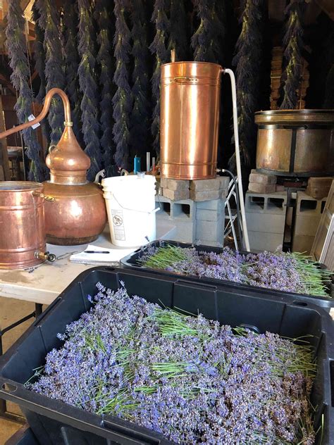 how to distill lavender oil.